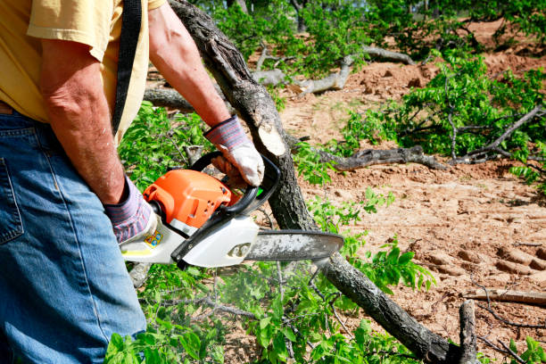 Dead Tree Removal in Tyler, TX